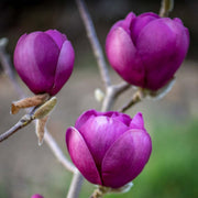 Magnolia soulangeana 'Black Tulip' 4L -