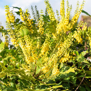 Mahonia 'Winter Sun' 11cm -