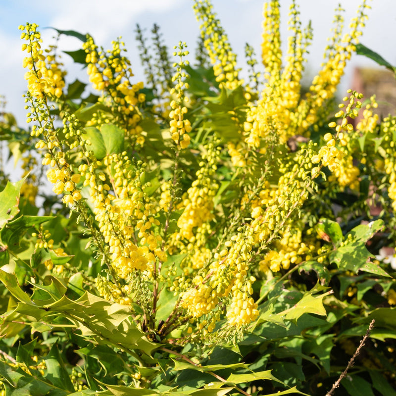 Mahonia 'Winter Sun' 11cm -