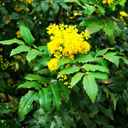 Mahonia 'Sweet Charity' 5L -