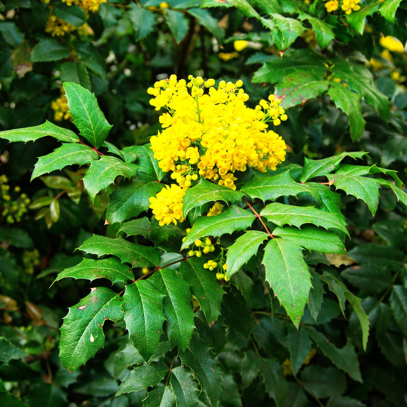 Mahonia 'Sweet Charity' 5L -