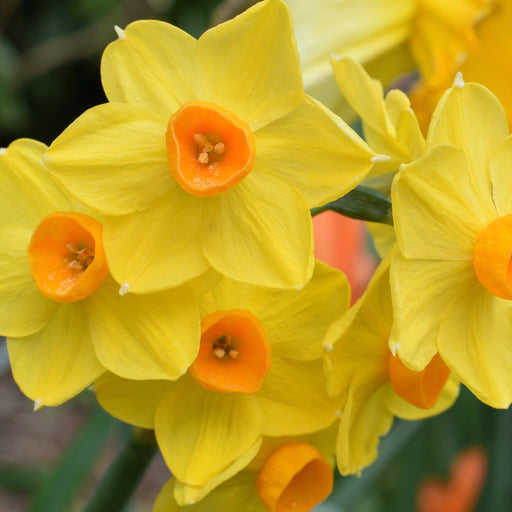 Dwarf Daffodil 'Martinette' (8 Bulbs) -