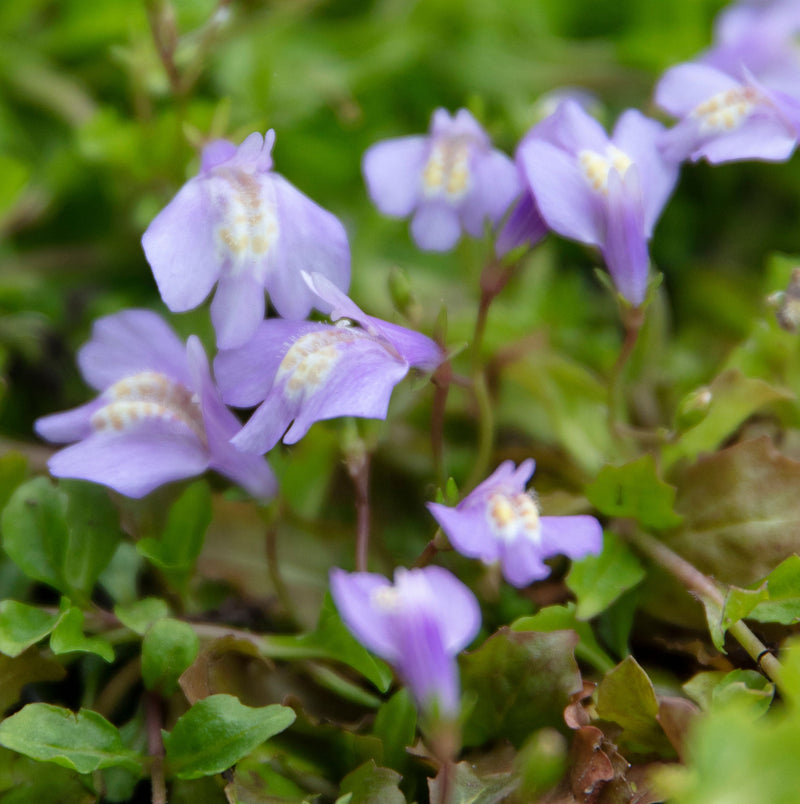 Mazus Reptans Blue - BP081 Packs