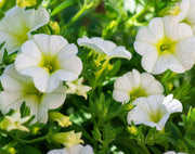Millionbells White (9cm) Calibrachoa hybrida -