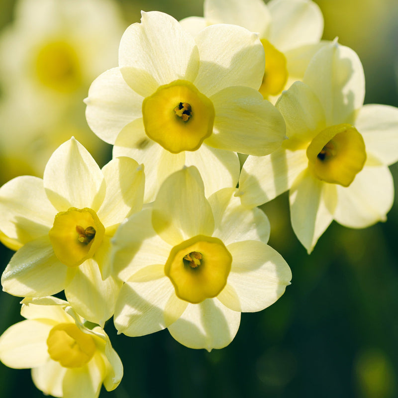 Dwarf Daffodil 'Minnow' (8/18 Bulbs) -