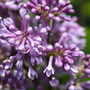 Syringa 'Minuet' (Lilac) 5L -