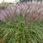 Miscanthus sinensis 'Flamingo' 2L -