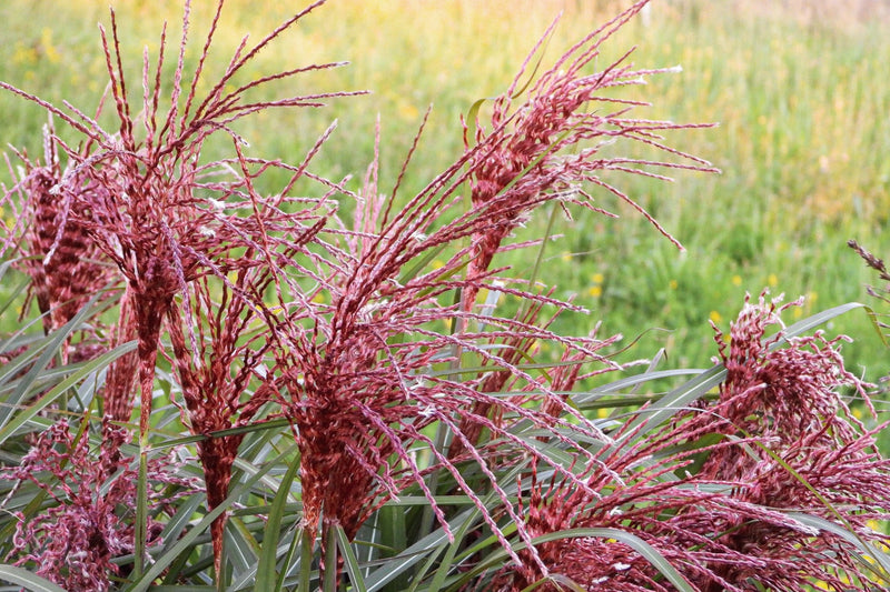 Miscanthus sinensis Boucle 9cm - Home & Garden > Plants > Indoor & Outdoor Plants