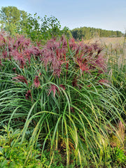 Miscanthus sinensis Boucle 9cm - Home & Garden > Plants > Indoor & Outdoor Plants