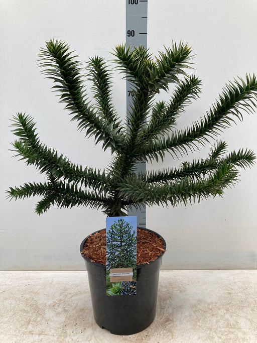 Araucaria Araucana Monkey Puzzle Tree | Large Tree | 10L Pot | Height including pot 90cm -