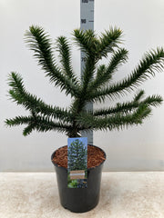 Araucaria Araucana | Monkey Puzzle Tree -