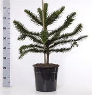 Araucaria Araucana Monkey Puzzle Tree | Large Tree | 10L Pot | Height including pot 90cm -