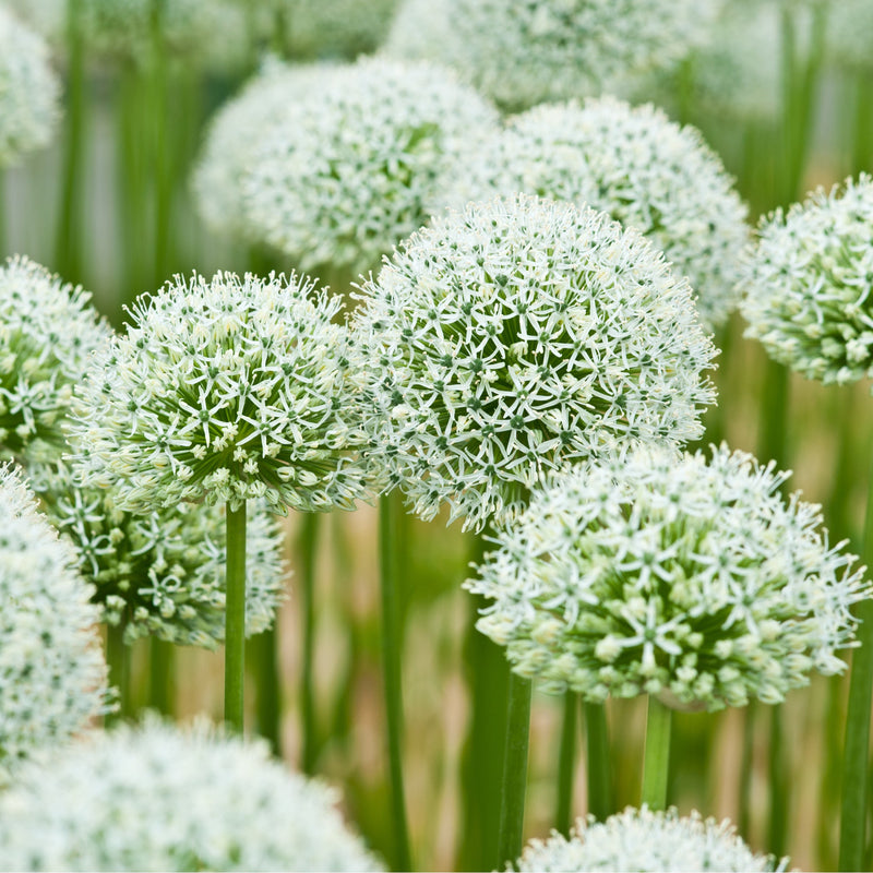 Allium 'Mont Blanc' 2L -