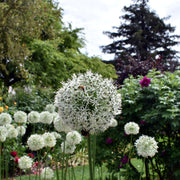 Allium 'Mont Blanc' 2L -