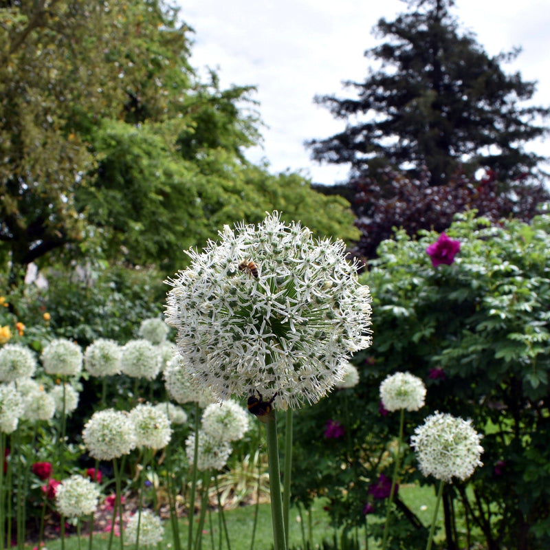 Allium 'Mont Blanc' 2L -