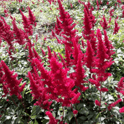 Astilbe - Montgomery 1.5L -