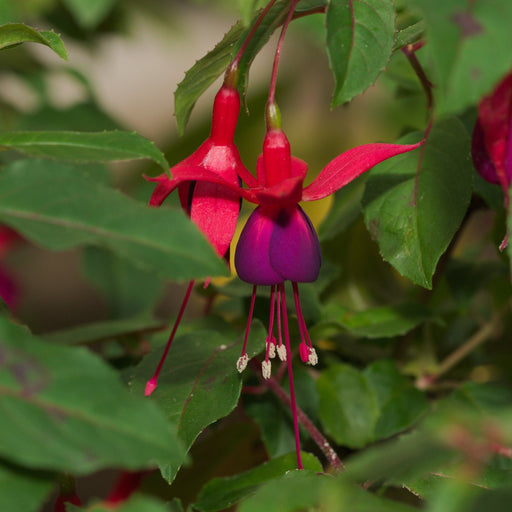 Hardy Fuchsia 'Mrs Popple' 9cm / 2L -