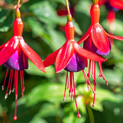 Hardy Fuchsia 'Mrs Popple' 9cm / 2L -