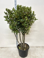 Multistem Bay Tree (Laurus Nobilis) 35L 160-180cm -