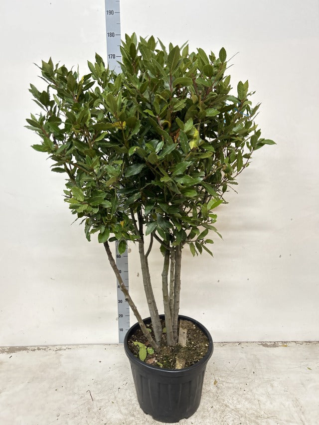 Multistem Bay Tree (Laurus Nobilis) 35L 160-180cm -