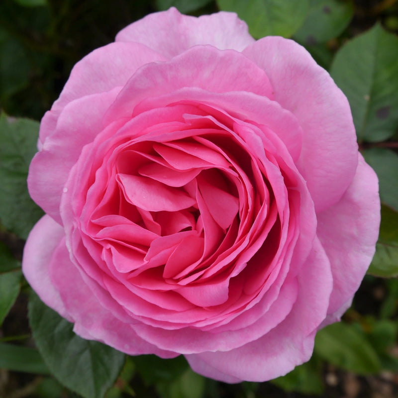 Mum in a Million Rose | Hybrid Tea Rose | 4L Potted Rose (PRE ORDER DECEMBER '25) -