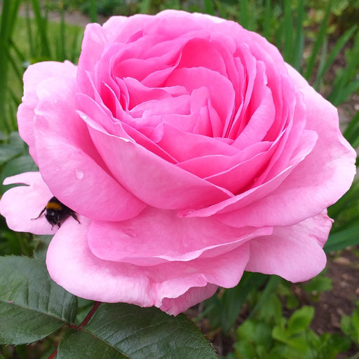 Mum in a Million Rose | Hybrid Tea Rose | 4L Potted Rose (PRE ORDER DECEMBER '25) -