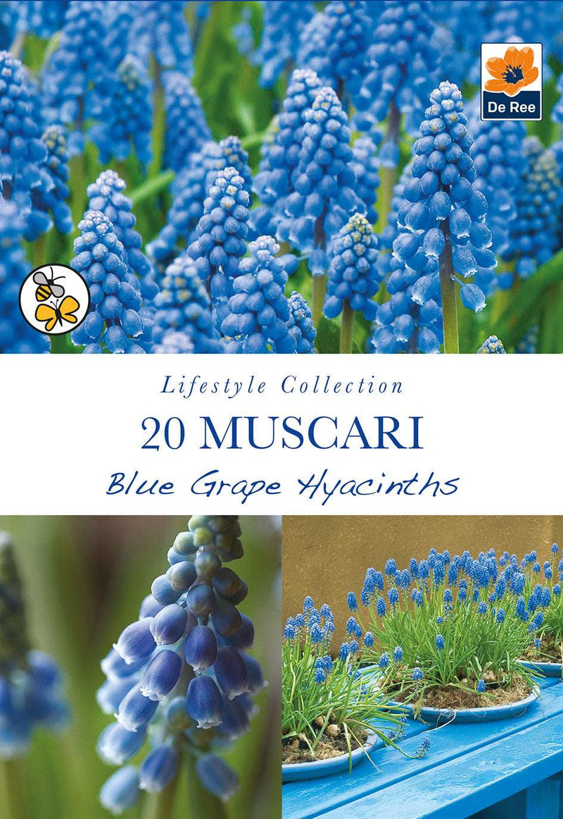 Muscari Blue Grape Hyacinths (20 Bulbs)