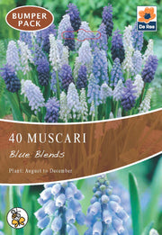 Muscari Blue Blends (40 Bulbs) -