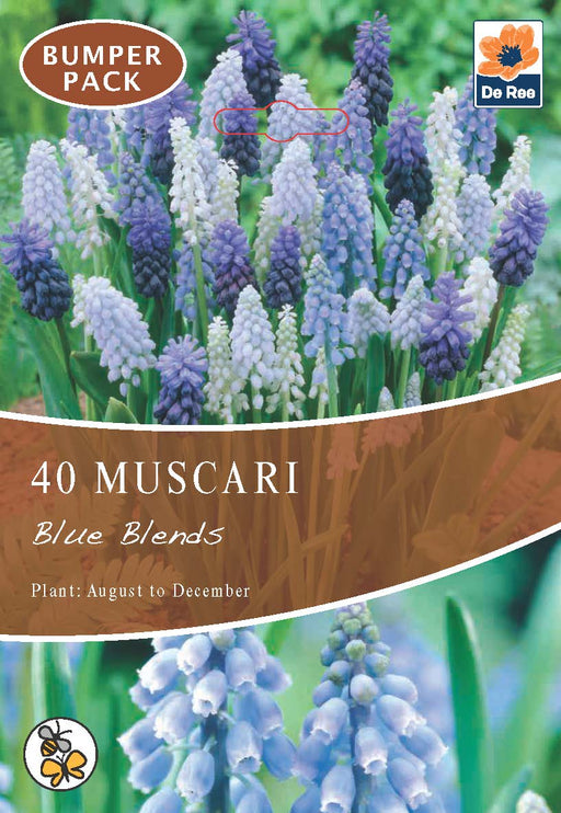 Muscari Blue Blends (40 Bulbs) -