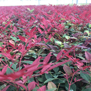 Nandina domestica 'Obsessed' 9cm / 3L -
