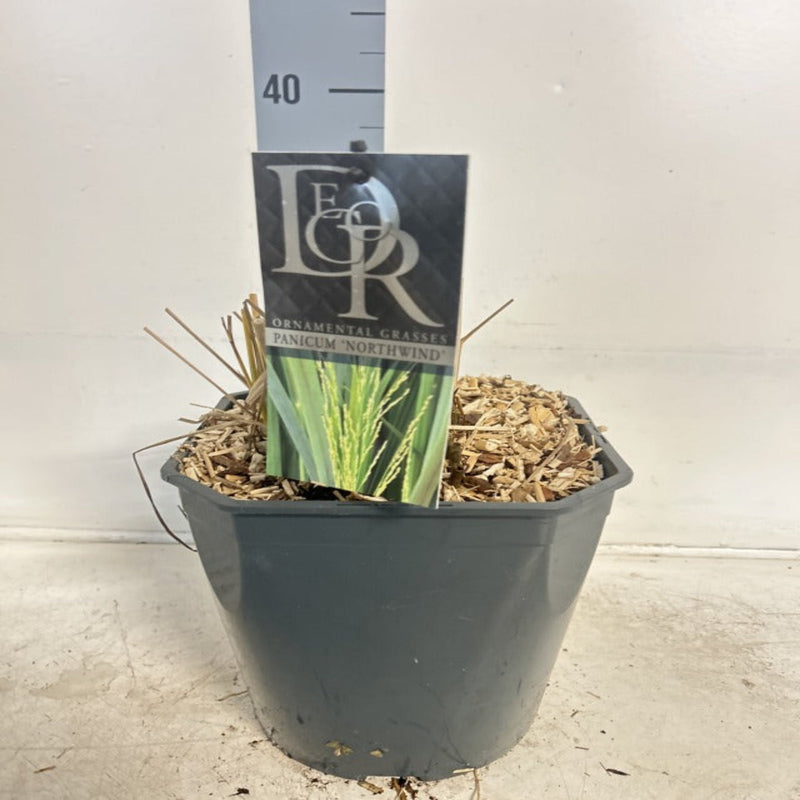 Panicum virigatum Northwind 9cm / 2L / 12L -