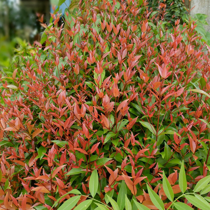 Nandina domestica 'Gulf Stream' (Heavenly Bamboo) 2L -