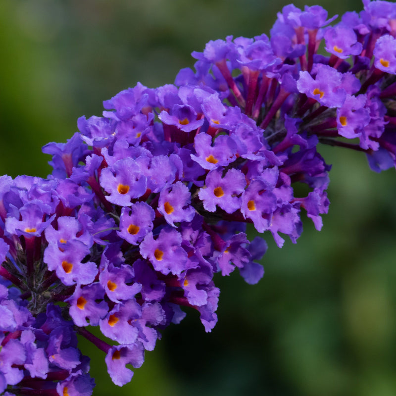 Buddleja davidii 'Empire Blue' 1L -