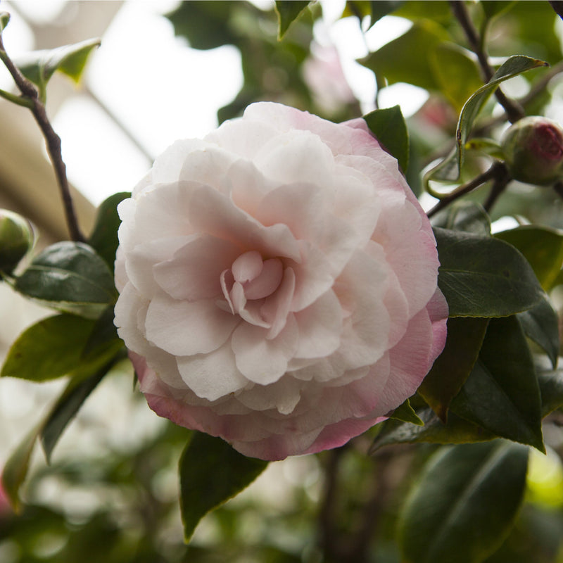 Camellia japonica 'Nuccio's Pearl' 60cm / 100cm -