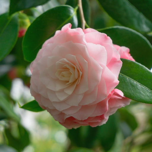 Camellia japonica 'Nuccio's Pearl' 60cm / 100cm -