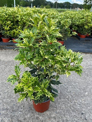 Osmanthus heterophyllus 'Tricolour' (False Holly) -