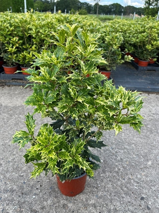 Osmanthus heterophyllus 'Tricolour' (False Holly) -