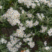 Olearia x Haastii (Daisy Bush) 9cm - Home & Garden > Plants > Indoor & Outdoor Plants > Bushes & Shrubs > Shrubs