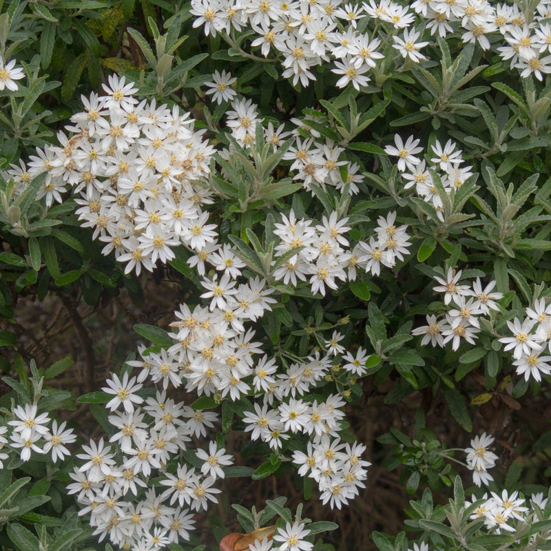 Olearia x Haastii (Daisy Bush) 9cm - Home & Garden > Plants > Indoor & Outdoor Plants > Bushes & Shrubs > Shrubs