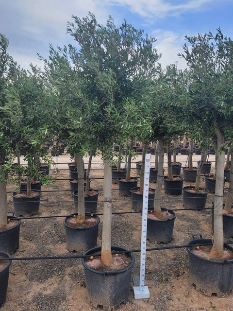 Olive Tree 40L 200-220cm (Multibuy Offers Available) -