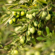 Olive Bush | Olea Europeana (3 Sizes Available) 50-110cm -