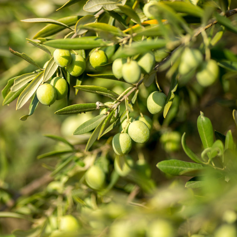 Olive Bush | Olea Europeana (3 Sizes Available) 50-110cm -