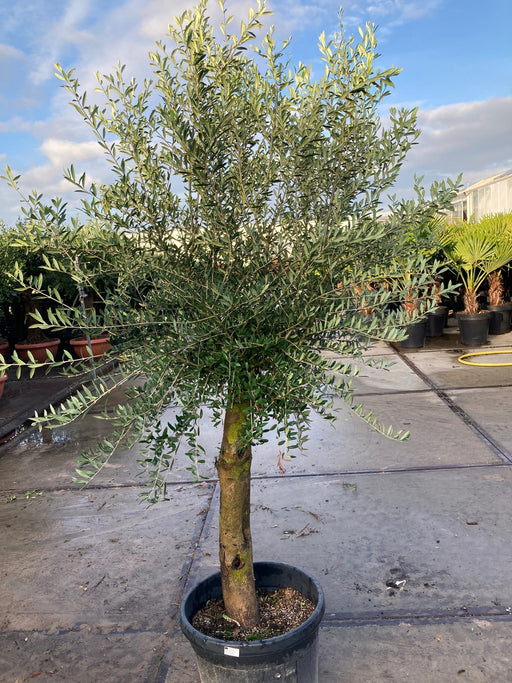 Olive Tree 35L 1.7-1.8m (Multibuy Offers Available) -