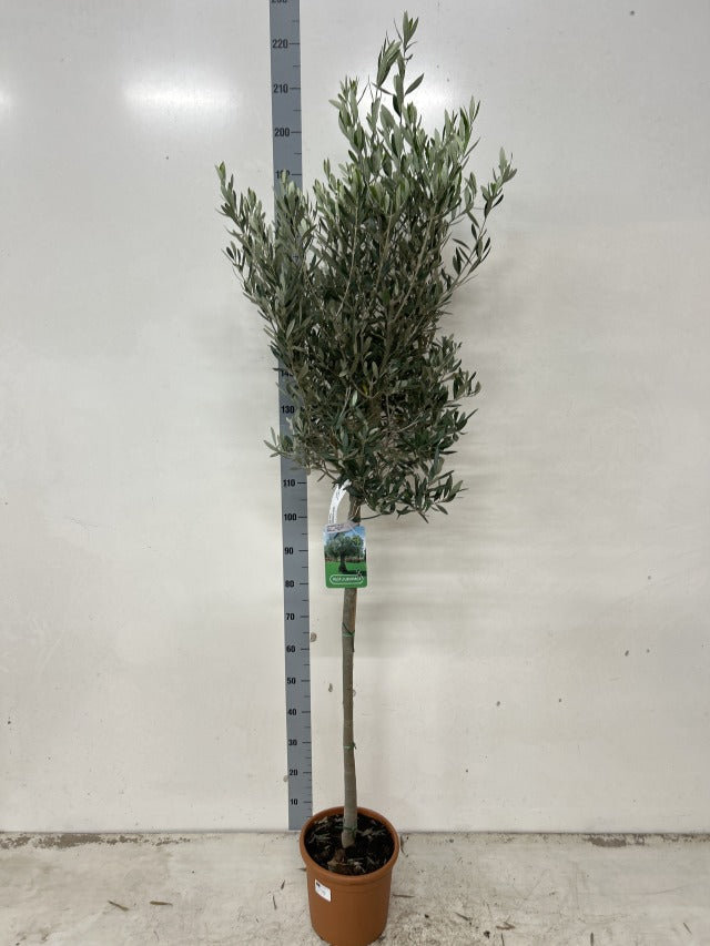 Olive Tree 160-170cm -