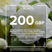 One Click Plants Gardening Gift Card from £25 to £300