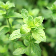 Oregano - Margherita (Herb) 13cm -