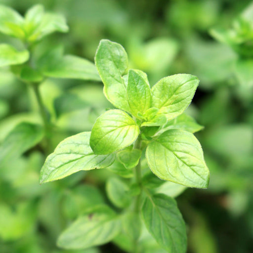 Oregano - Margherita (Herb) 13cm -