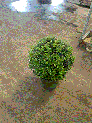 Osmanthus burkwoodii Ball 10L (35-45cm dia.) -