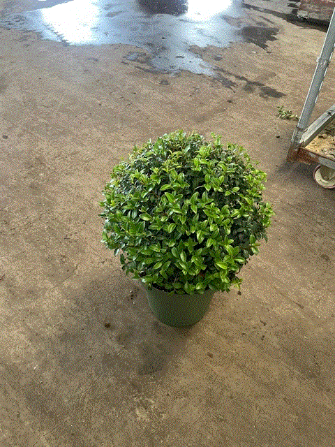 Osmanthus burkwoodii Ball 10L (35-45cm dia.) -