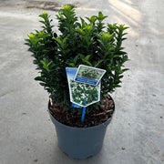 Euonymus fortunei 'Paloma Blanca' 9cm/1.5L/2L/5L (Multibuy Offers Available) -